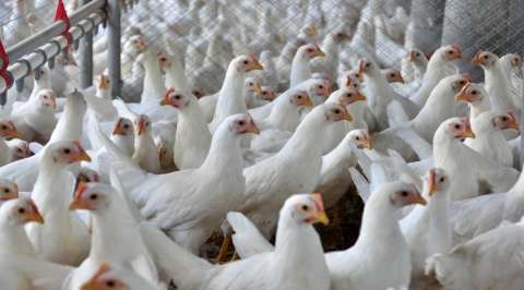 Reinaldo anuncia redução do ICMS na energia para avicultura e irrigação