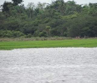 80% da produção de arroz ficou embaixo da água. (Foto: Eliton Santos)