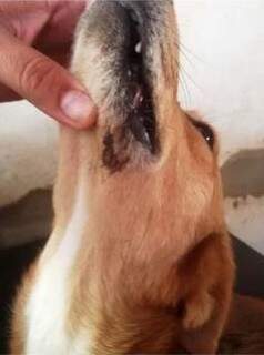O cachorro ainda passa por tratamento na clínica veterinária. (Foto: Divulgação/ Polícia)