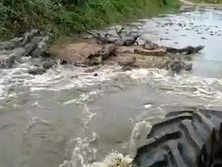 Animais fogem das rodas do veículo no pantanal de MS (Imagem: Reprodução)