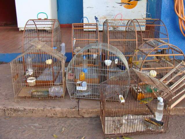  Homem &eacute; flagrado com 6 aves silvestres em casa no bairro M&aacute;rio Covas