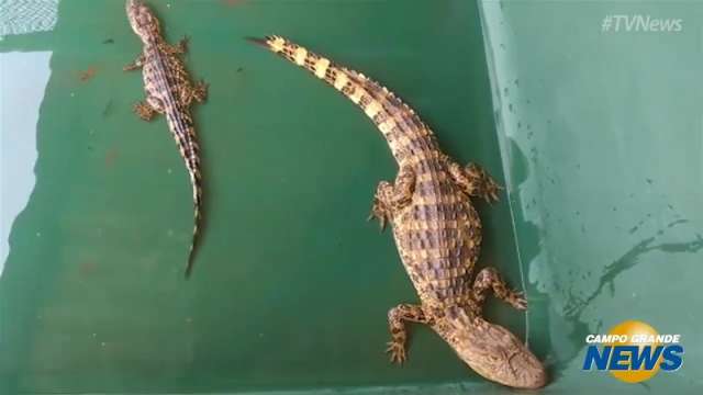 Filhotes de jacar&eacute;s levados em saco pl&aacute;stico est&atilde;o em fazenda de Navira&iacute;