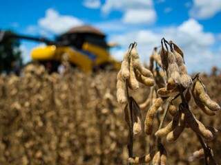 Colheita de soja em MS; produto se destaca na pauta das exportações do Estado (Foto: Marcos Ermínio/Arquivo)