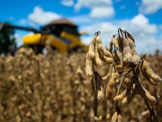 Colheita de soja em MS; produto se destaca na pauta das exportações do Estado (Foto: Marcos Ermínio/Arquivo)