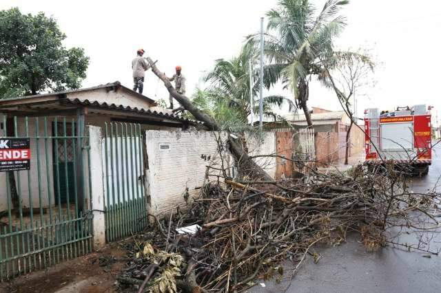 Com raiz j&aacute; apodrecida, &aacute;rvore pesa com a chuva e atinge duas casas