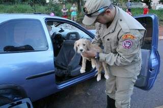 Cachorro também ficou preso nas ferragens e foi resgatado (Foto: Marcos Ermínio)