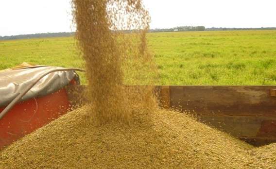 Cooperativa &eacute; condenada a devolver 441 mil quilos de soja a produtor