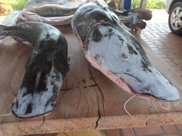 Mineiros s&atilde;o multados no interior de MS por transporte ilegal de pescado