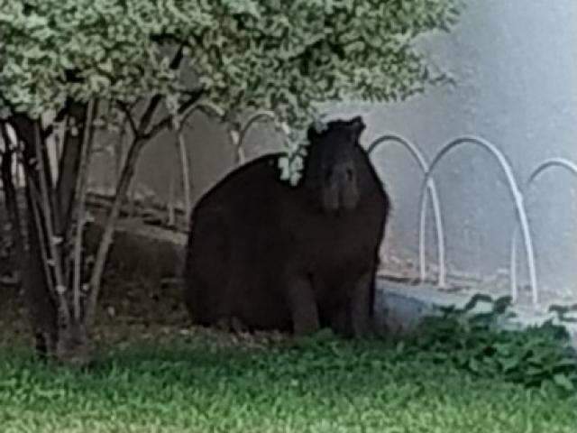 Capivara aparece em ag&ecirc;ncia banc&aacute;ria e &ldquo;d&aacute; baile&rdquo; em policiais
