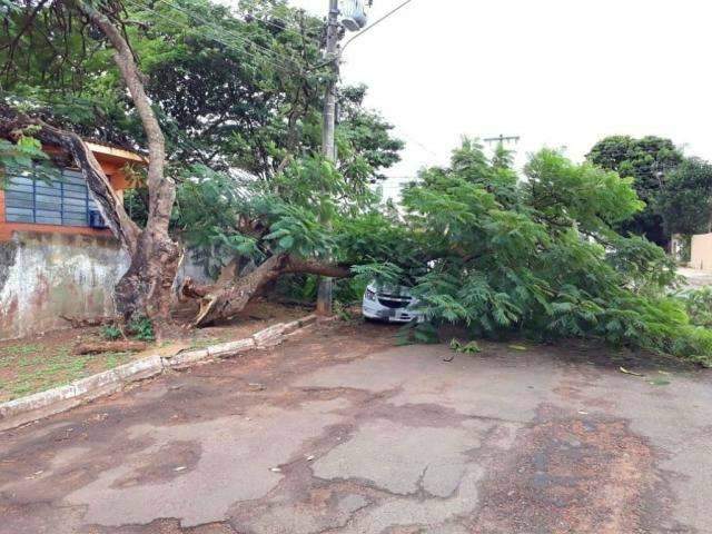 Ve&iacute;culo &eacute; encoberto por &aacute;rvore que caiu em rua do Maria Aparecida Pedrossian