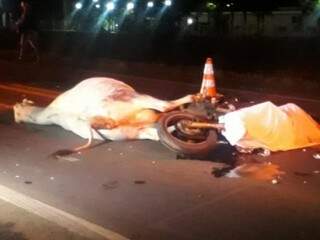 Motociclista e animal morreram no local do acidente. (Foto: Direto das Ruas)