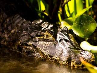 Jacaré nas águas do Pantanal sul-mato-grossense (Foto: Henrique Arakaki)