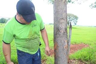 Vizinho da chácara, Ademir Pinheiro, mostra árvore com marcas da onça. (Foto: Fernando Antunes)