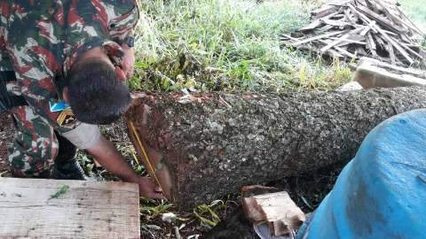 PMA aplica multa de R$ 1,4 mil em comerciante por derrubada ilegal de madeira