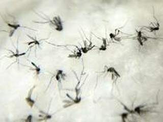 Mosquito Aedes aegypti se adaptou e agora se reproduz em menos água, e até quando o criadouro esta sujo. (Foto: Arquivo / Ministério da Saúde)