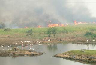 Incêndios florestais no Pantanal colocam Corumbá como a capital de queimadas no País. (Foto: Sandra Santos/Embrapa Pantanal)