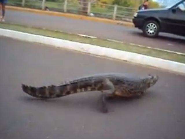 Leitor flagra jacar&eacute; sem uma das patas em frente a lago