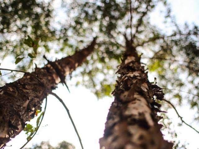 Quatro munic&iacute;pios de MS lideram ranking do plantio de eucalipto no pa&iacute;s