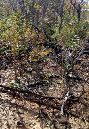 Dono de rancho &eacute; pego em flagrante e multado por derrubar mata nativa 