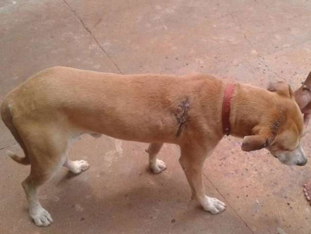 Jovem acusa vizinho de ferir c&atilde;o a tiro