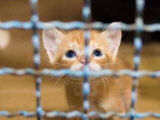 Agendamento para felinos será feito de forma presencial a partir de quarta-feira (Foto: PMCG/Divulgação)