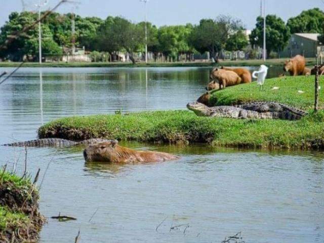 Dois meses ap&oacute;s c&atilde;o ser atacado, jacar&eacute;s ser&atilde;o retirados de lagoa