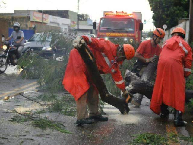 Queda de &aacute;rvore alaga via e interrompe tr&acirc;nsito na avenida da Bandeiras