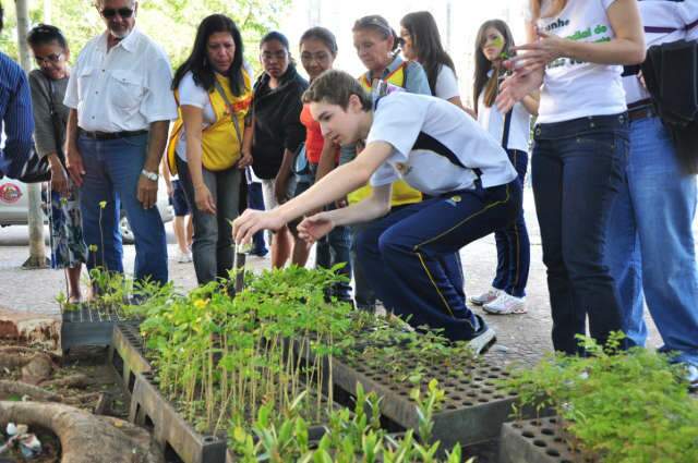  Estiagem desperta florada da &aacute;rvore s&iacute;mbolo de Campo Grande