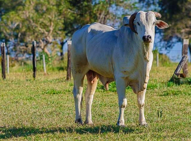 Proje&ccedil;&atilde;o do valor da produ&ccedil;&atilde;o agropecu&aacute;ria de MS cai e vai a R$ 21,7 bi