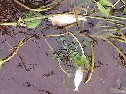 Decoada repentina no Pantanal mata peixes e alerta para pesca predatória