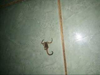 O último escorpião encontrado pela moradores estava em cima de uma cama. (Foto: Direto das Ruas) 