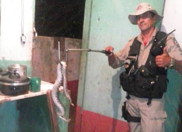 Cobra cascavel aparece embaixo de fog&atilde;o e assusta moradores