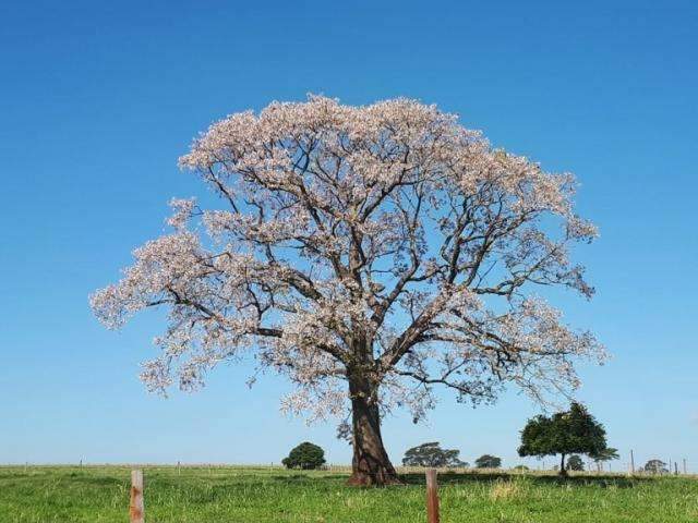 Primavera chega com previs&atilde;o de chuva e calor acima do normal em MS