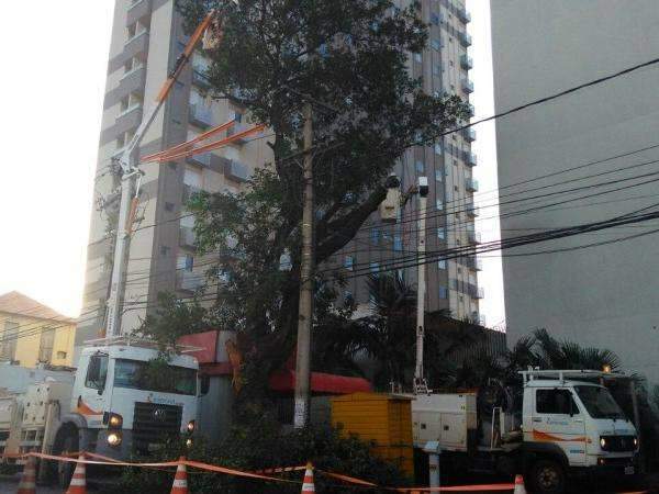 Ap&oacute;s reportagem, funcion&aacute;rios iniciam poda de &aacute;rvore que amea&ccedil;ava banca