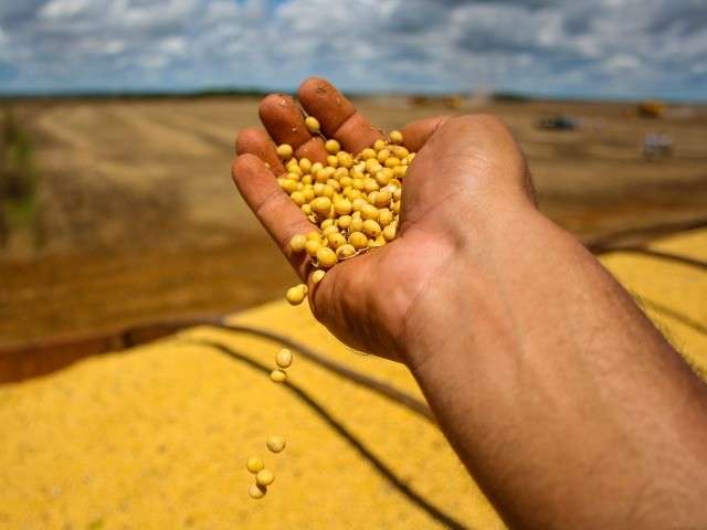 Medo da estiagem faz venda antecipada da soja cair 18% em MS