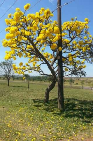 Leitor registra ip&ecirc; amarelo todo florido em avenida da Capital