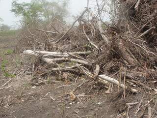Lote teve 14 hectares desmatados, sem autorização legal 