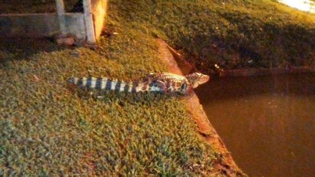 Jacar&eacute; de quase 2 metros atravessa pista de caminhada e atrai aten&ccedil;&atilde;o de pessoas