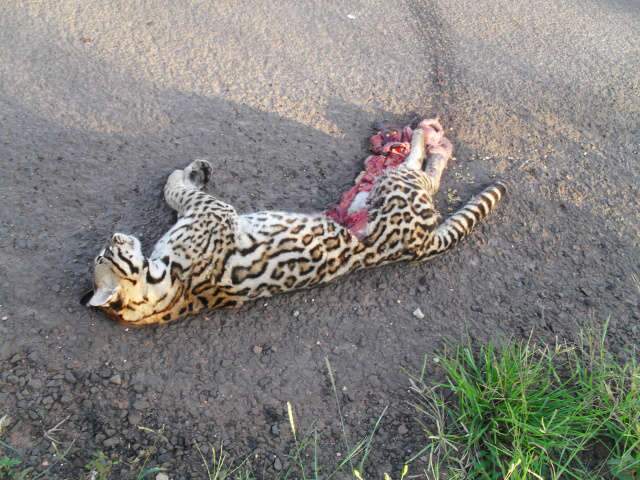  Leitor flagra jaguatirica morta pr&oacute;ximo ao bairro Maria Aparecida Pedrossian 