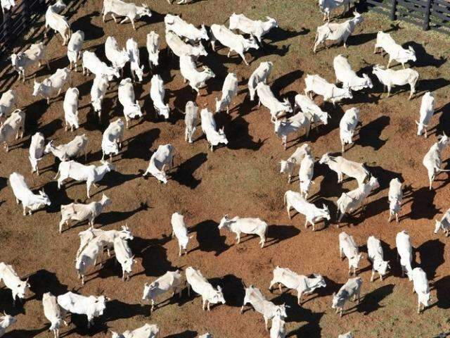 OIE fecha caso sobre &ldquo;vaca louca&rdquo; em MT e mant&eacute;m status sanit&aacute;rio do Brasil