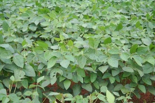 Plantio da soja j&aacute; chega a 90% em Mato Grosso do Sul