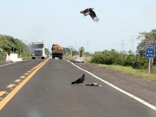Caminhão se aproxima de gaviões sobrevoando animal morto na pista (Foto: Silvio Andrade)