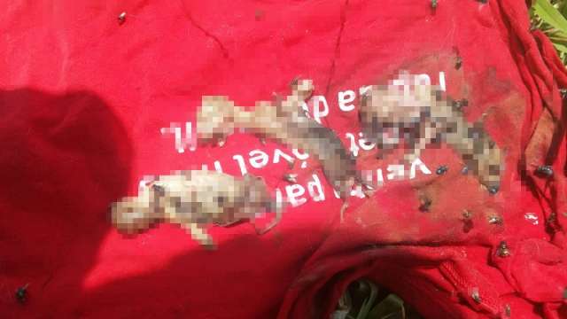Saco com gatos mortos confundido com feto humano mobiliza PM, Civil e Per&iacute;cia