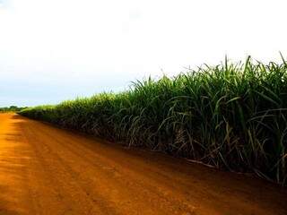 Safra da cana-de-açúcar atingiu 18,5 milhões de toneladas no primeiro trimestre (Foto: Divulgação)