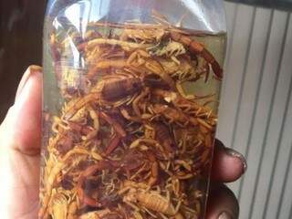 Vidro com escorpiões coletados por morador (Foto: Direto das Ruas)