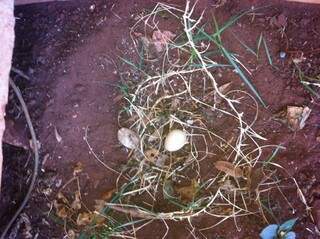 Hoje só amanheceu um ovo no ninho das galinhas d&#039; angola. (Foto: Repórter News)