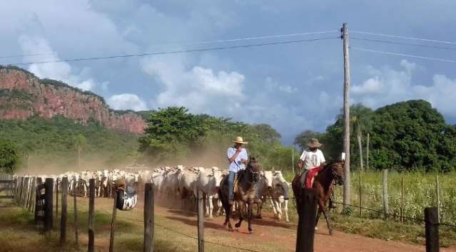 Com ICMS menor, venda de gado para abate tem aumento de 83% em MS