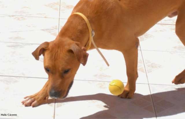 Em meio a pol&ecirc;mica, prefeito confirma que c&atilde;o Scooby poder&aacute; ser adotado