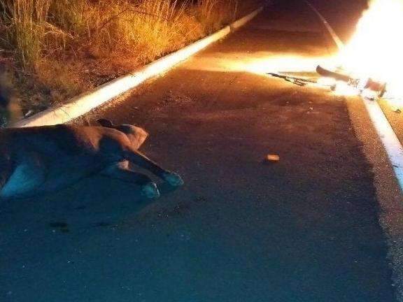 Motocicleta explode ap&oacute;s condutor bater em anta na rodovia MS-359