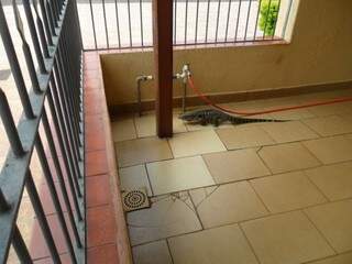 Lagarto com mais de um metro faz visita a morador no Cohafama